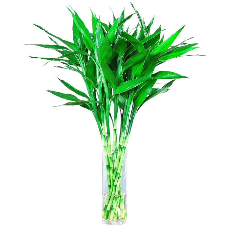 ��֮�� ������ˮ��ֲ�� 10֧Լ70-80cm�� ����ƿ Դͷֱ�� 18.9Ԫ���������������ȯ���۸����