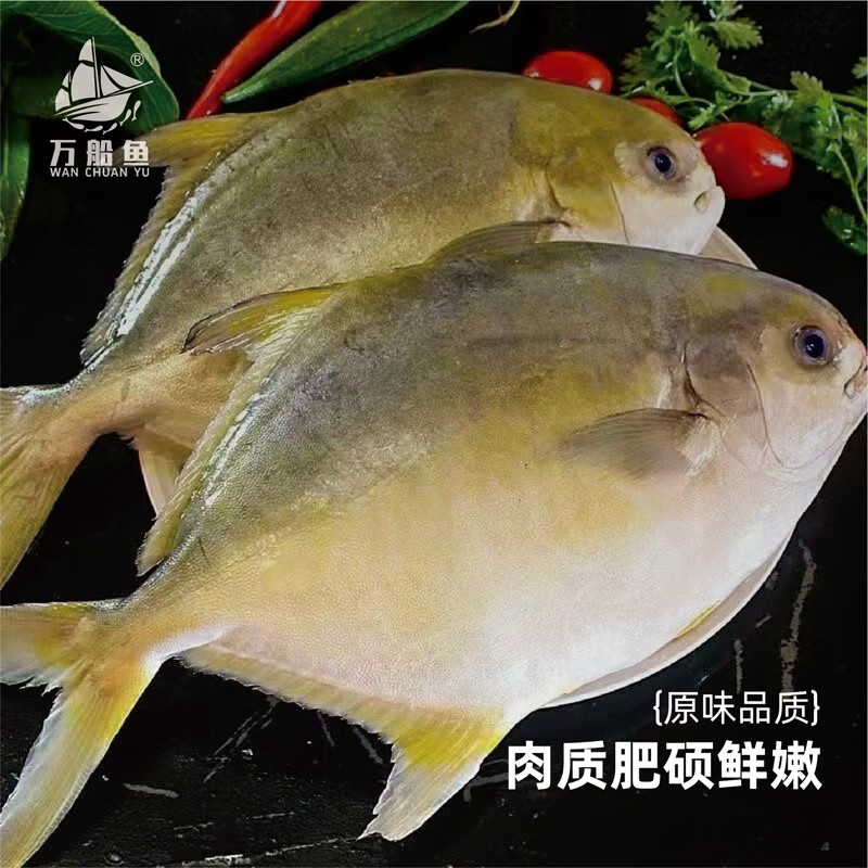 万船鱼北海金鲳鱼新鲜深海鱼急速冷冻锁鲜特大金昌鱼更健康独立包装 【约500克*2条】金鲳鱼净重 无冰衣