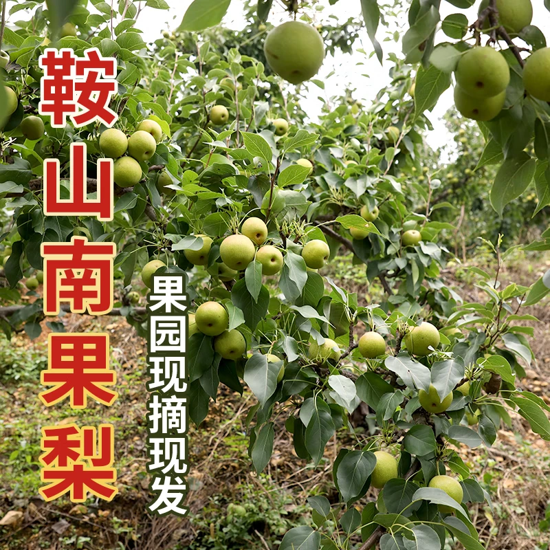 澄州呈礼正宗南果梨 辽宁鞍山红南国梨东北特产香水梨子新鲜水果 京东快递 黄南果梨 试吃装2斤