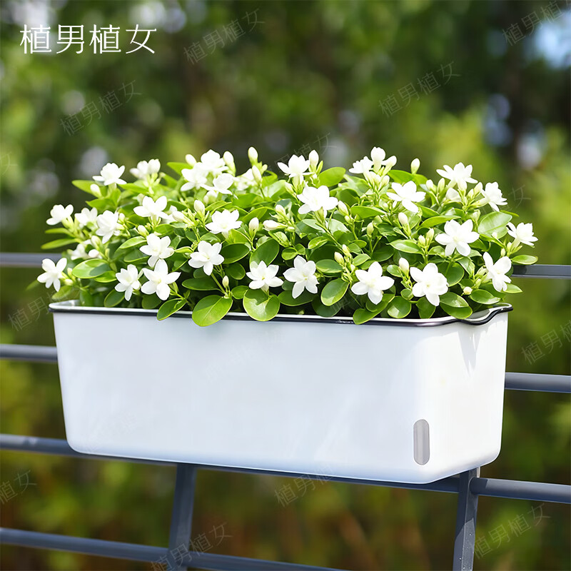 植男植女种菜盆挂式长方形花盆阳台懒人种菜盆长条形花盆种菜专用花盆