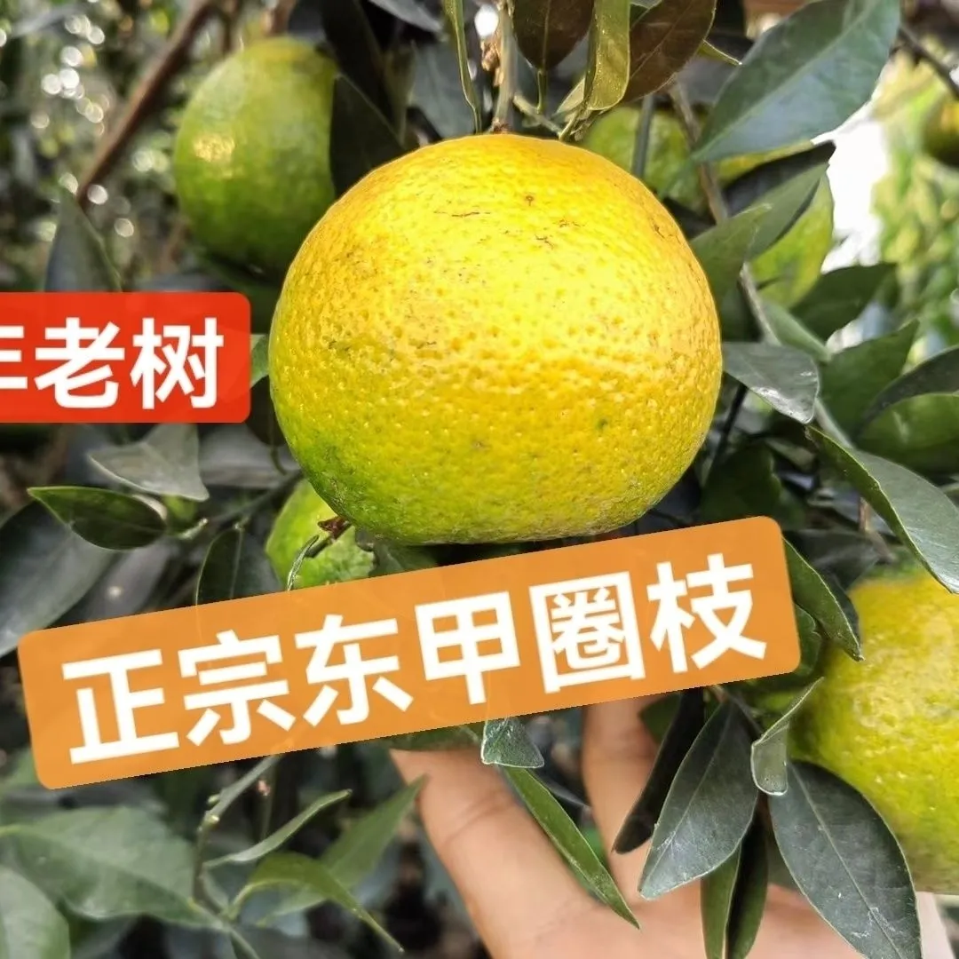 【晒陈皮专用果实】新会柑茶枝柑陈皮二红柑大红柑青柑新鲜果东甲 实惠二红柑10斤 京东折扣/优惠券