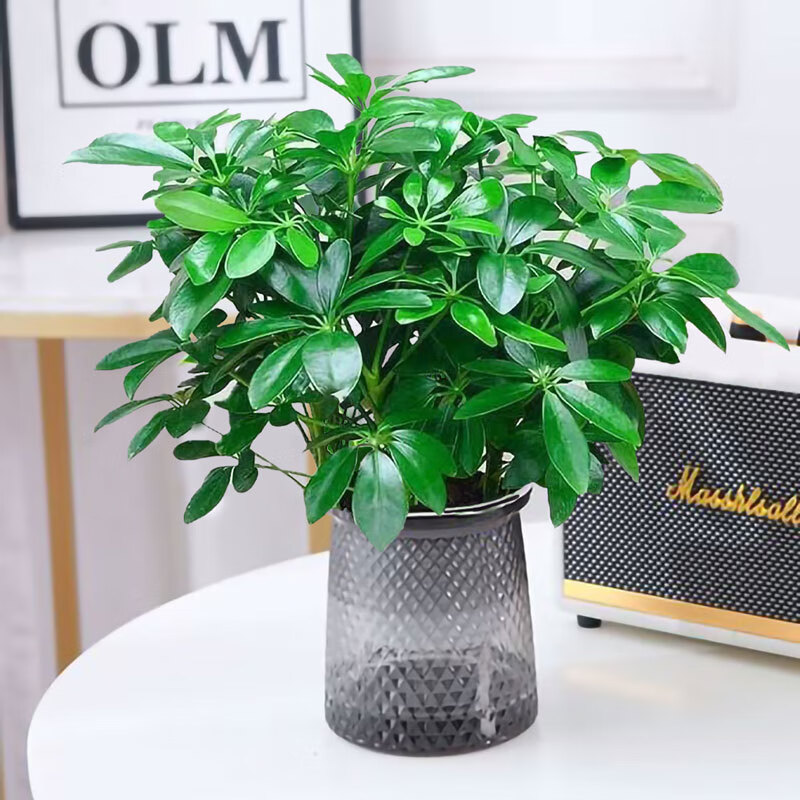 绿有意鸭脚木盆栽绿萝箩花卉植物室内花水培绿植多肉好养发财树吸除甲醛 鸭脚木25-30cm+繁星盆+营养液 含盆