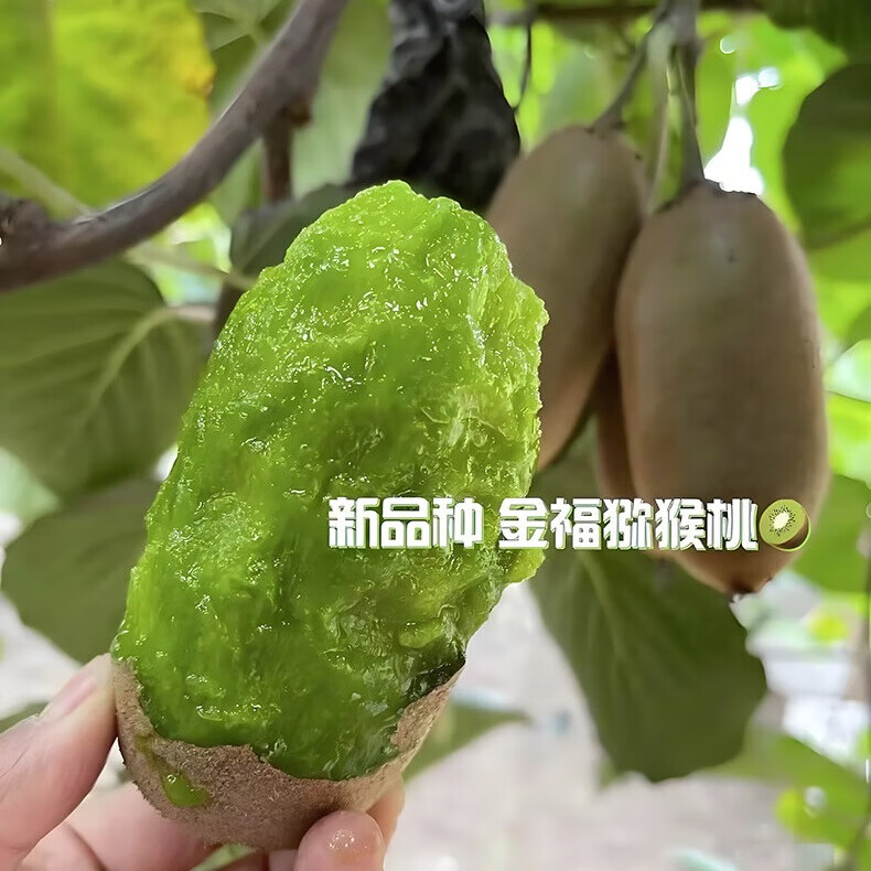 肴池晚采翠香猕猴桃周至新鲜绿心奇异果应季水果彩箱珍珠棉礼盒 已售罄，新品种即将上市