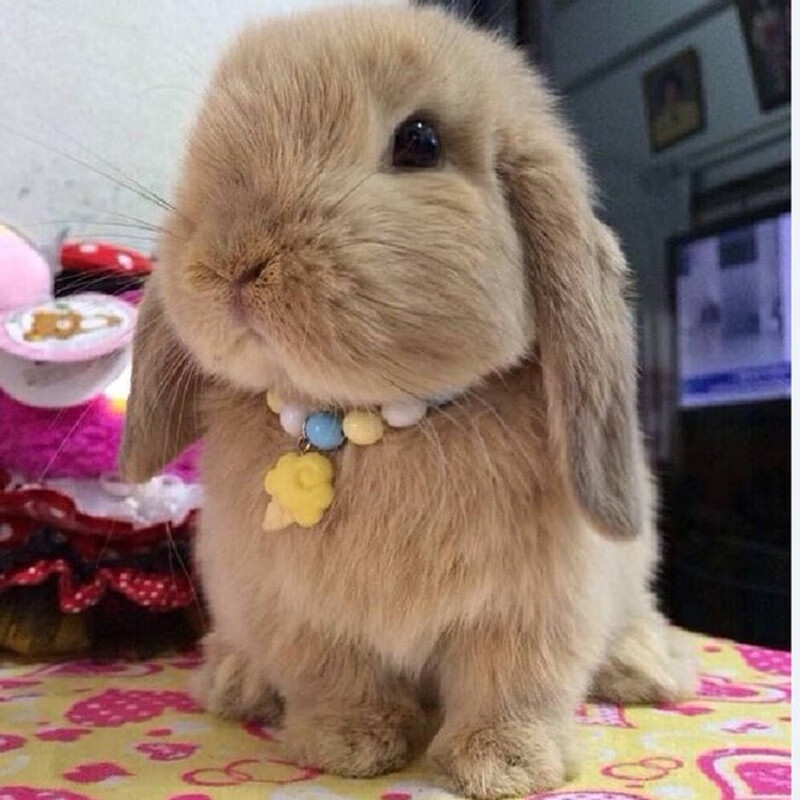 梦茜儿(mexemina)垂耳兔活物 迷你宠物猫猫兔黄霜白灰白道奇荷兰纯种