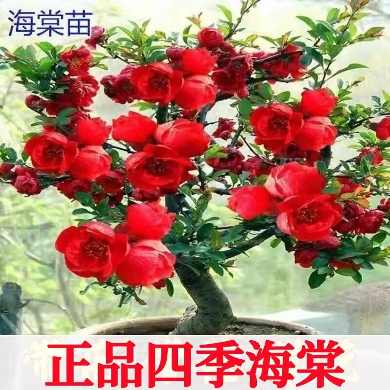 旺园兴正品重瓣长海棠花盆景海棠老桩庭院植物冬季耐寒四季阳台花卉 【原盆原土】长寿海棠花十年苗（精品老桩 开花成景）