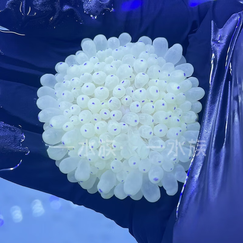 紫点白海葵珊瑚小丑鱼共生海葵奶嘴海葵荧光海葵颜色鲜艳公主海葵 紫