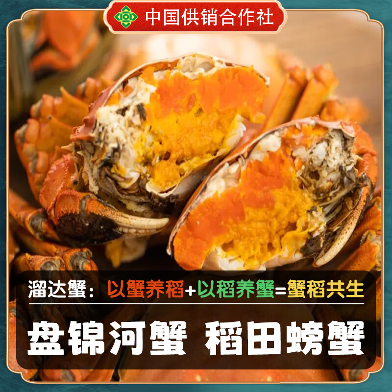 稻田河蟹鲜活【活蟹】盘锦稻田蟹 手工挑选无绳净重顺丰特快包邮 全母蟹丨1.4-1.6两【礼盒装】12只