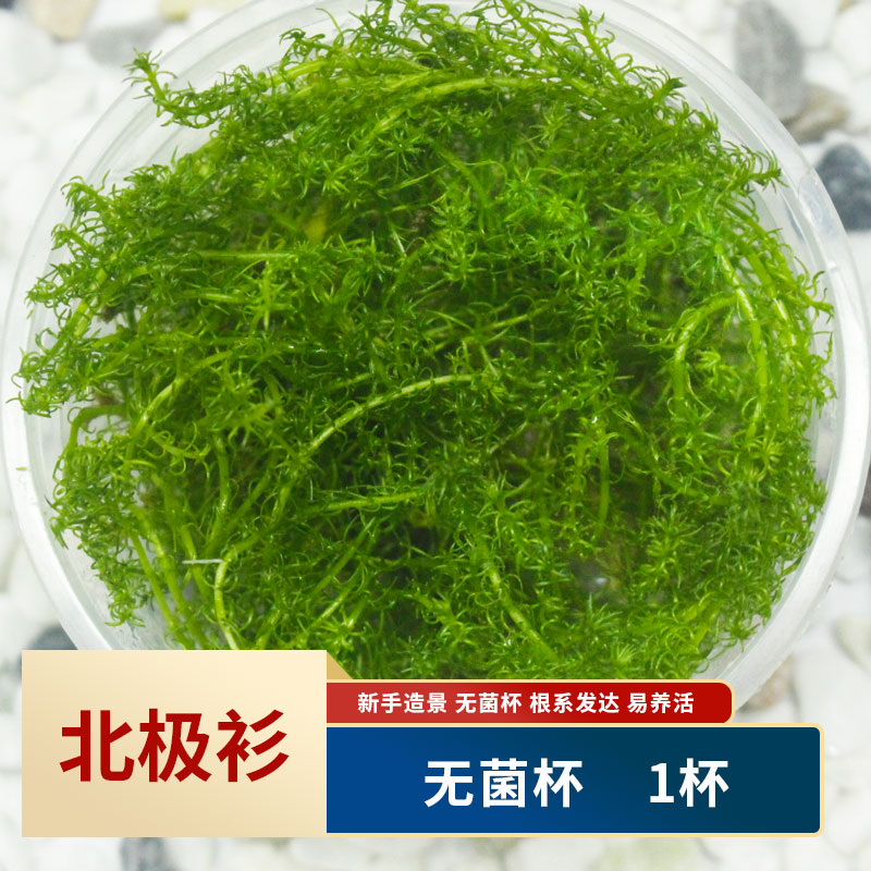 椒草 相关京东优惠商品排行榜 5 价格图片品牌优惠券 虎窝购