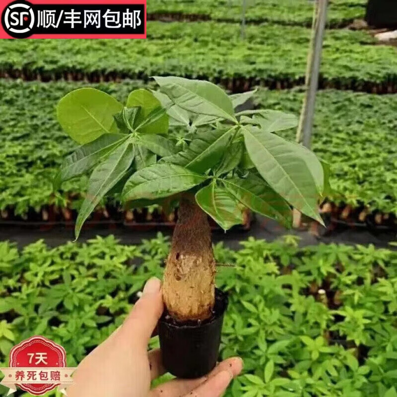 绿植盆栽价格走势网站|绿植盆栽价格走势图