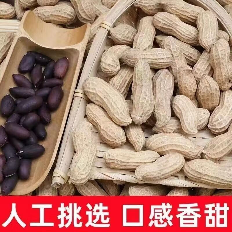 【新货】正宗黑花生带壳生吃云南特产新鲜晒干新货富硒黑花生 精选农家带壳自产黑花生 老品种独粒黑花生 回甘味更好 1斤