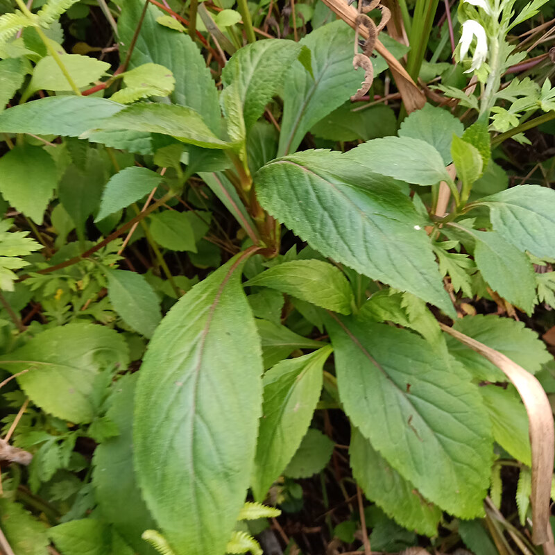 源外 重庆原生态纯山野野菜公去热苦菜苦斋婆苦丁菜酱败菜2斤现摘