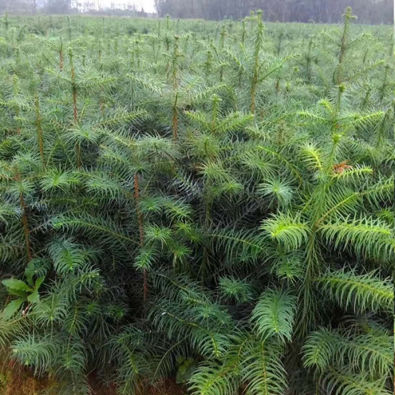 耀强良种杉苗速生杉木苗100棵沙树红心杉三代杉树苗刺杉正杉造林工程