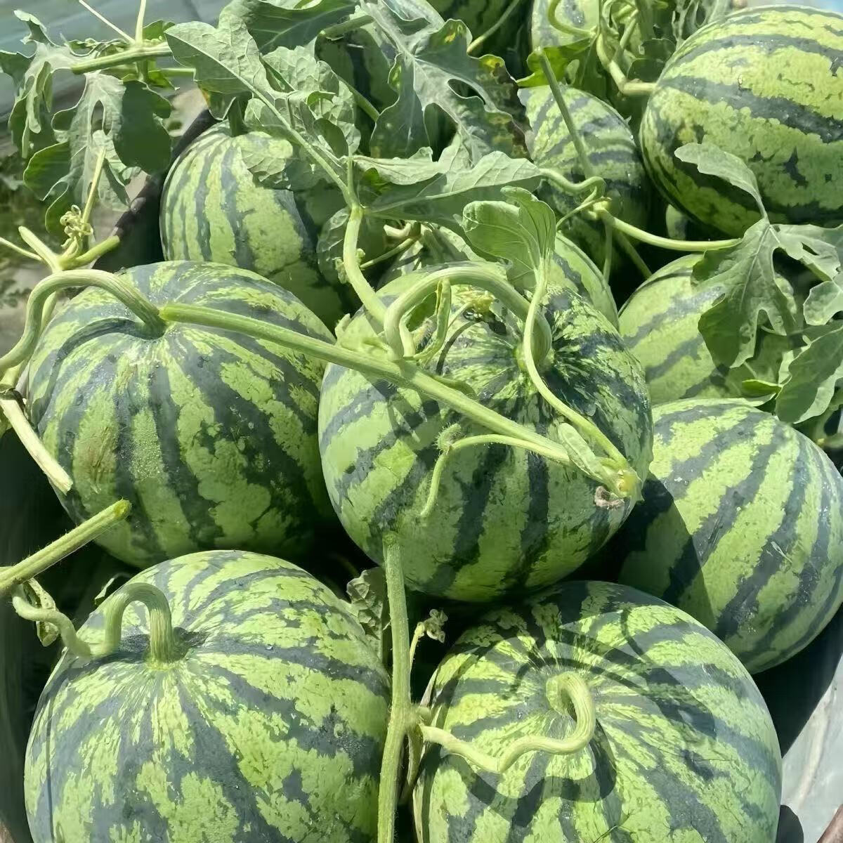 果原力正宗黑籽麒麟西瓜应季新鲜水果新鲜现摘沙瓤薄皮麒麟瓜 精品1个/净重【6-8斤】
