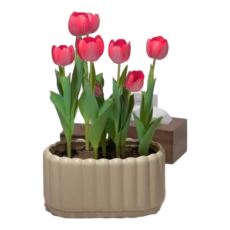 ںˮˮֲļͺ ɫ3ܳ3-5cm+ӪҺ