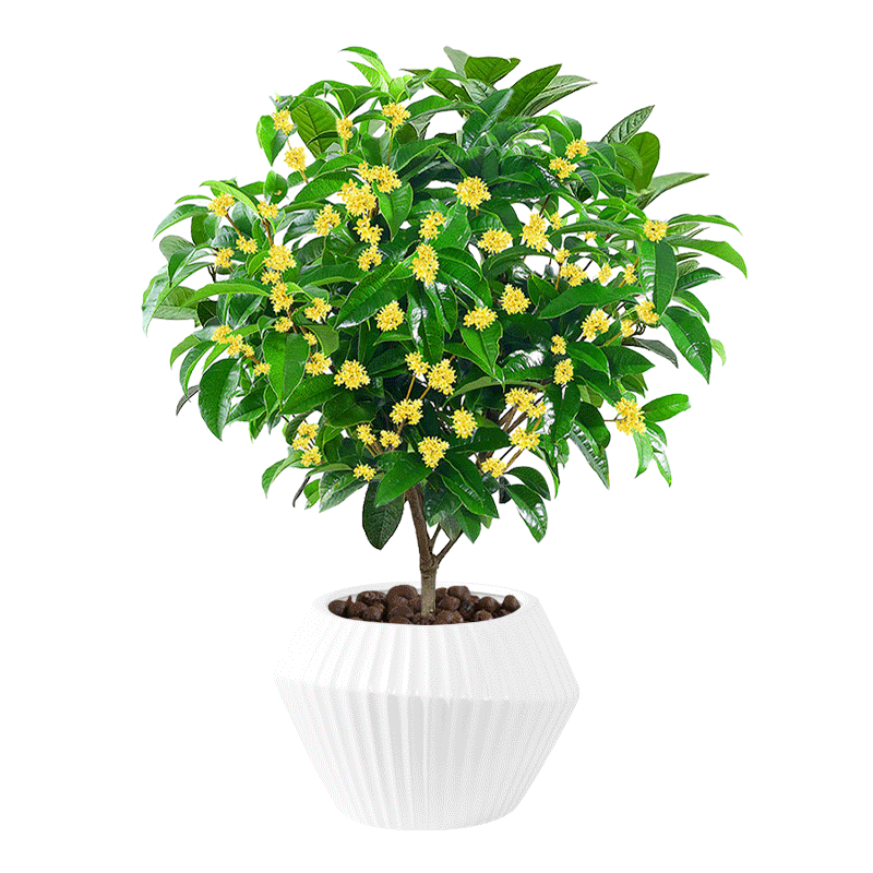 ļԿʳÿ̨ͥԺŨͻֲ Ʒļ50-֧ݹ㡿 