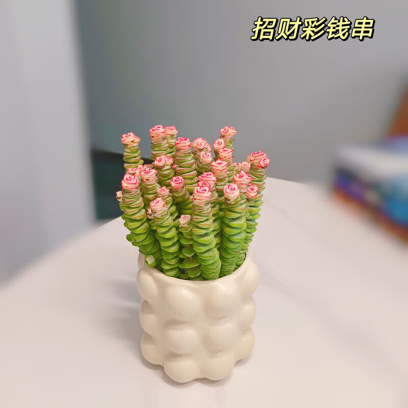 iosn钱串桌面小盆栽招财多肉植物办公室内阳台防辐射绿植懒人花好养活 招财10头彩钱串锦+小泡盆(接水盘)