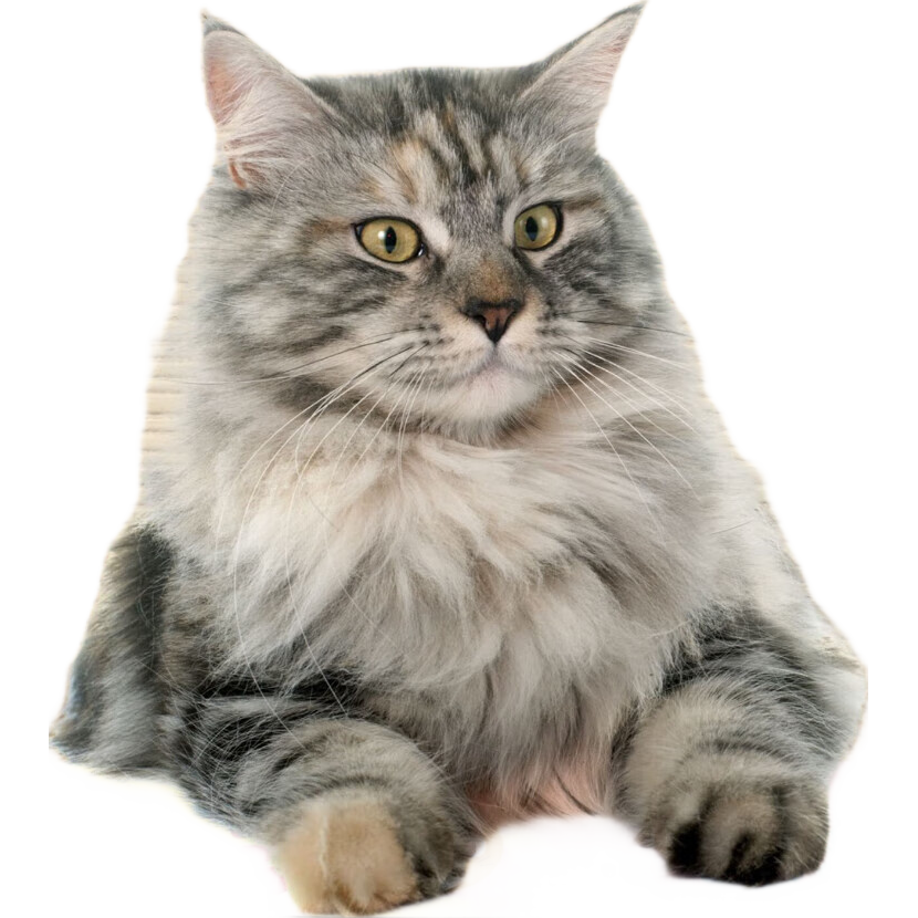 ����ʱ�ػݡ�èץ��è��һ����ĥ��ץ��� ��һ��һ ��������������Բ��èצ�峤65cm��40cm��һ��һ 12.9Ԫ