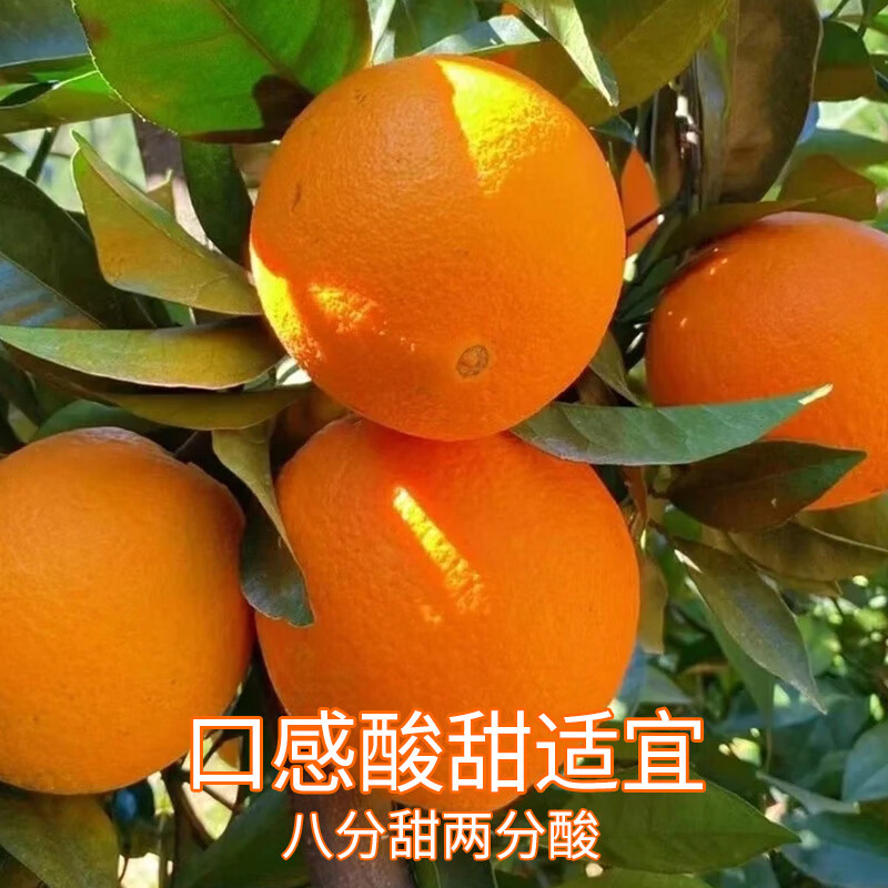 果农侠湖北秭归新鲜脐橙水果汁多皮薄高山橙子现摘现发 85mm以上 净重9斤