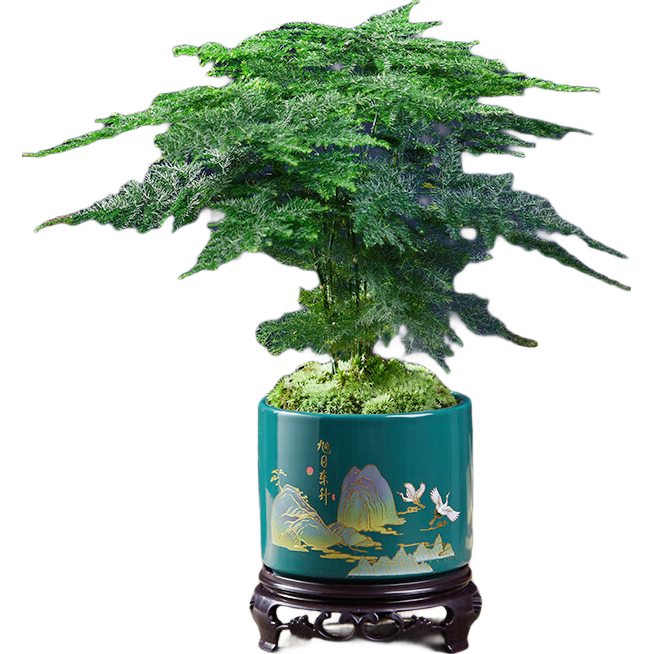 ��������ֲ�����ڻ����辰�����칫������С��ֲ���������ļ����� ��Ʒ����+����ǳ����+Բ����+̦޺ 21.9Ԫ