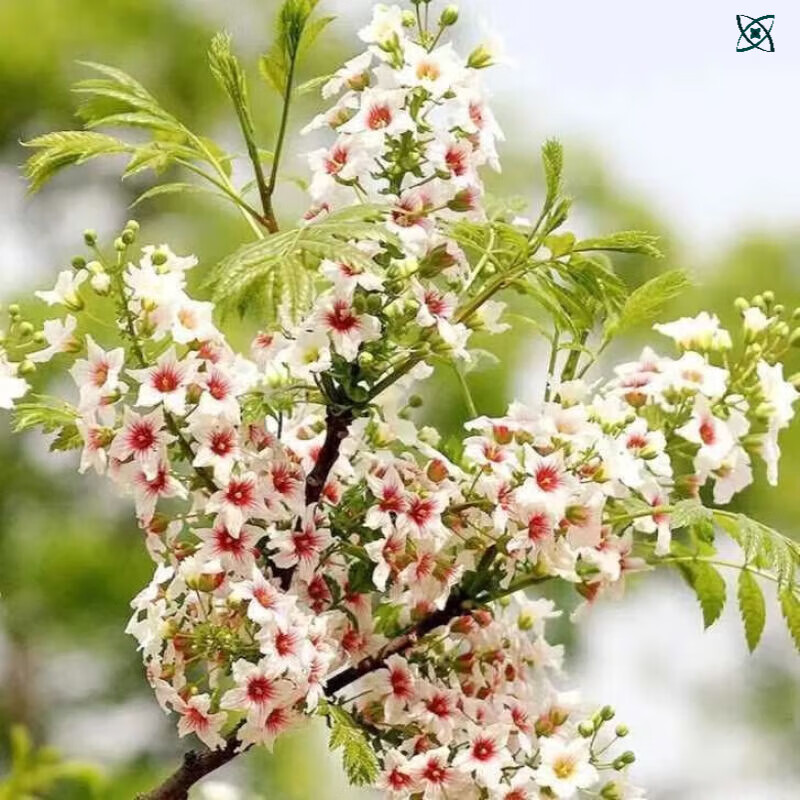 流彗文冠果树苗文冠花树苗浓香型室内外阳台庭院文冠果花四季开花耐寒