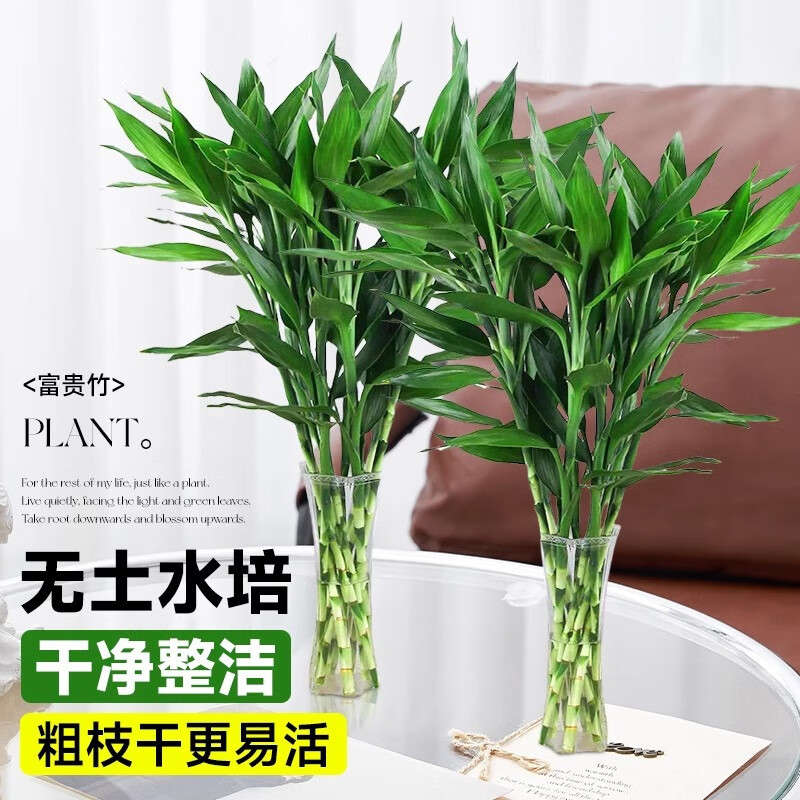 清洁MDS 富贵竹72cm(16根) 水培富贵竹绿植