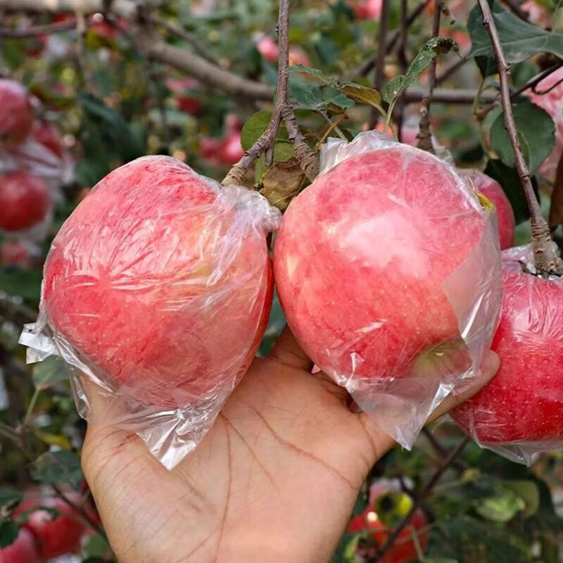 绿熊庄园冰糖心苹果脆甜丑苹果山西红富士苹果生鲜水果蔬果节日送礼平安果 净重8.5斤【果径75MM+】约24枚/箱