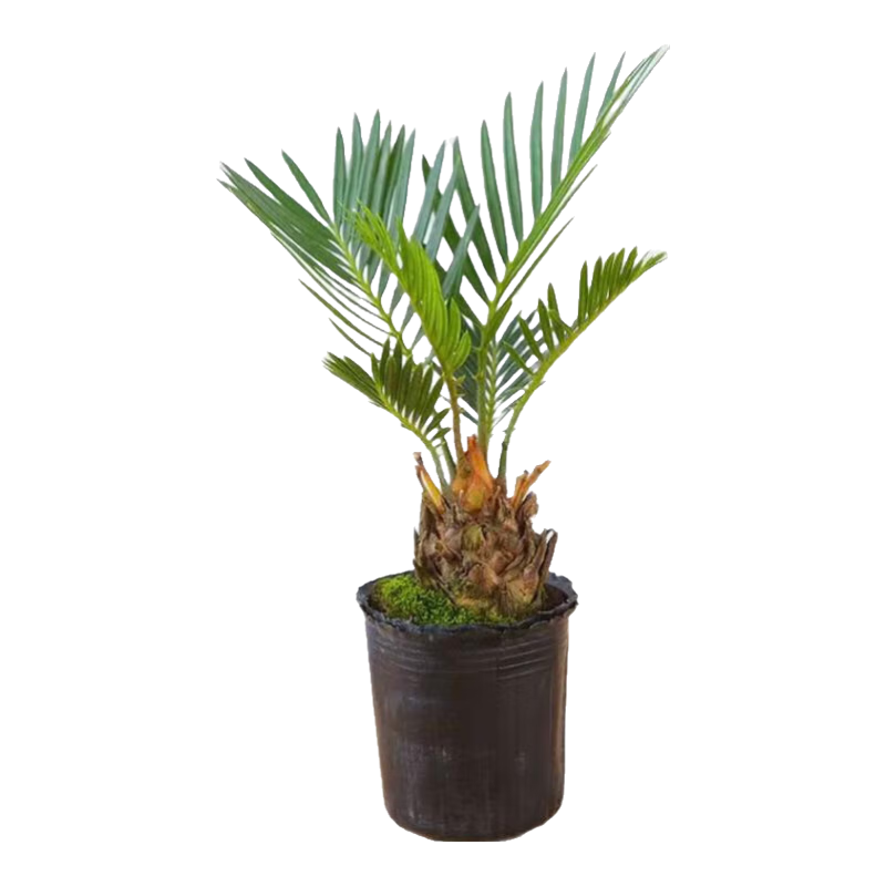 水培植物铁树小盆栽办公室内微景观桌面创意好养易活绿植花卉盆景 发财树盆栽 舍得盆加底托 高度15-25cm