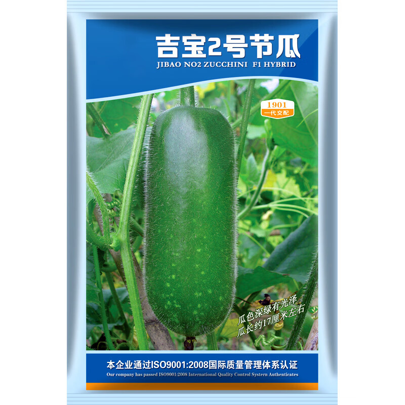 和利农吉宝2号节瓜种子迷你小冬瓜种籽绿皮四季蔬菜种孑 和利农 吉宝2