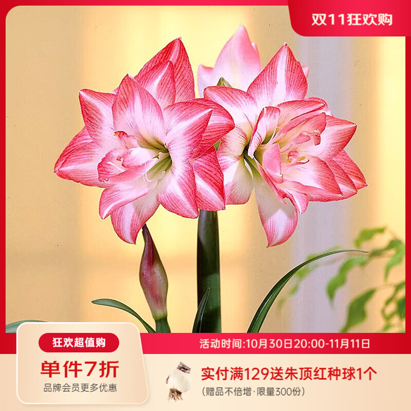 虹越(HONGYUE)進(jìn)口朱頂紅種球秘魯朱裸球 陽(yáng)臺花園地栽盆栽多年生球根花卉 【進(jìn)口球】花孔雀(30/32)