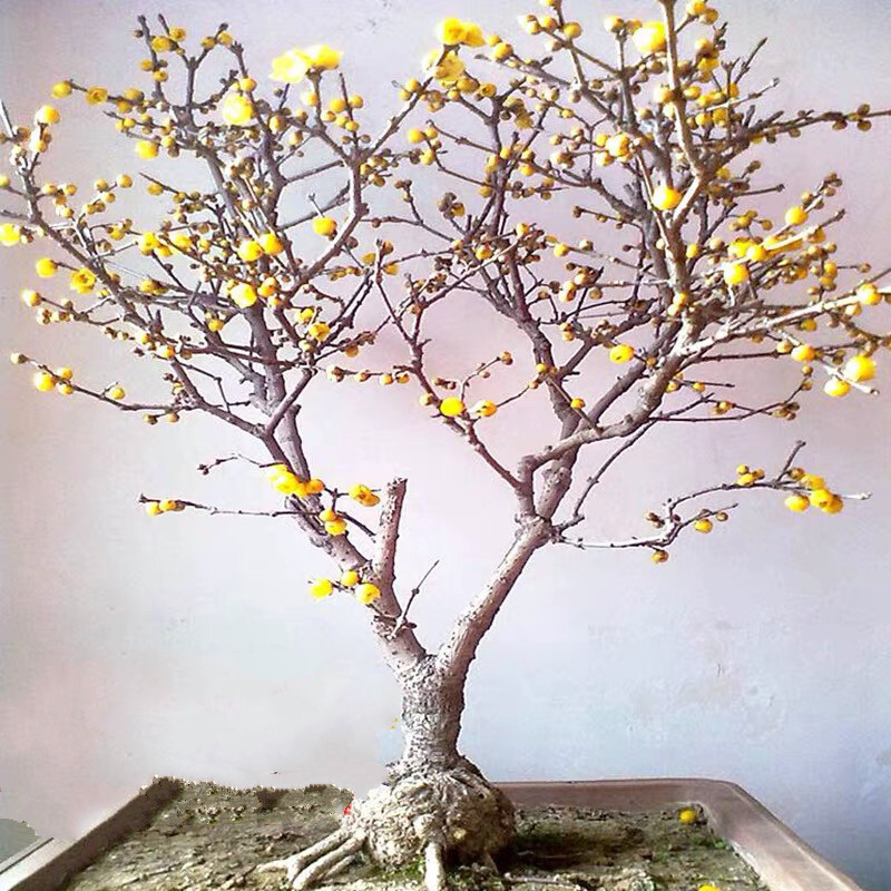 泰西丝 梅花树苗腊梅盆栽室内庭院 花卉绿植绿梅红梅盆景梅花盆栽
