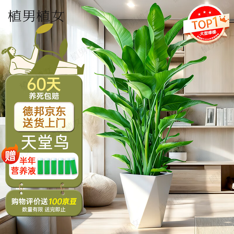 ֲ��ֲŮ���������Կ������ں������������ֲ�칫�Ҵ�Ҷ������Դͷֱ�� 189.1Ԫ