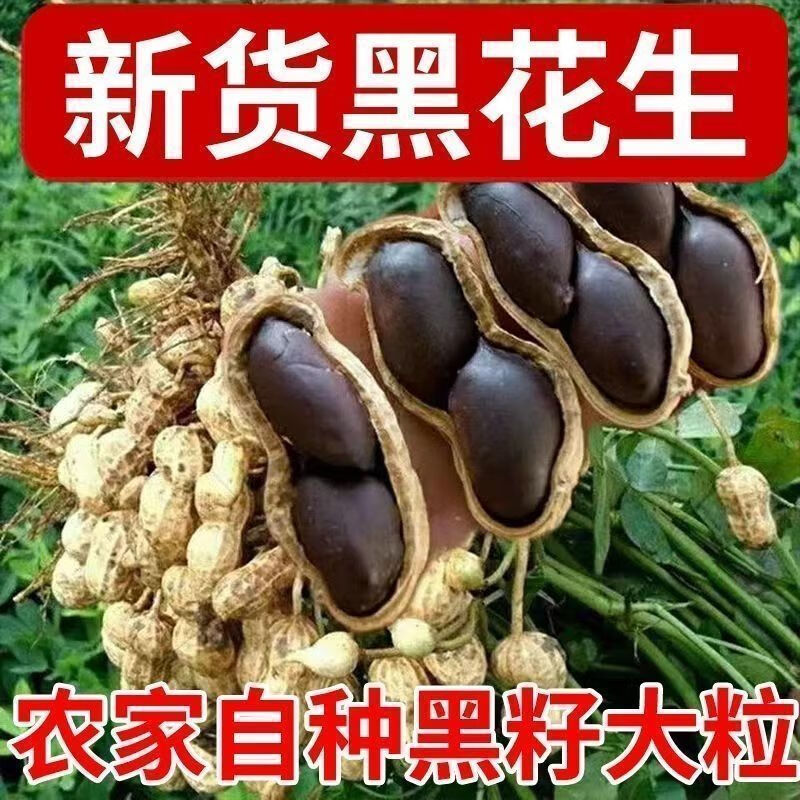 【新货】正宗黑花生带壳生吃云南特产新鲜晒干新货富硒黑花生 精选农家带壳自产黑花生 老品种独粒黑花生 回甘味更好 1斤