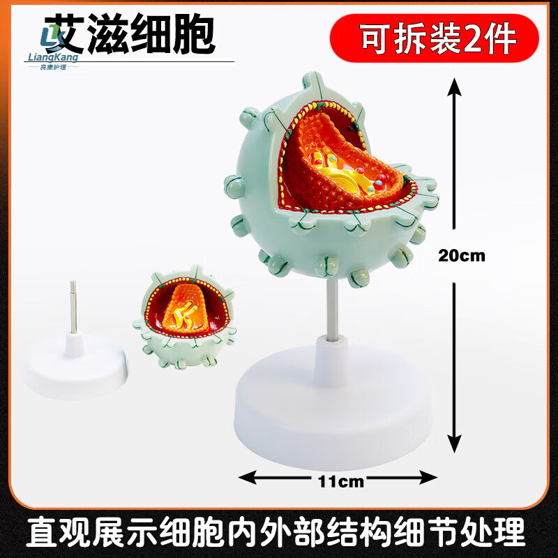  病毒是什么细胞结构(病毒是什么细胞结构只有依赖什么才能生活)