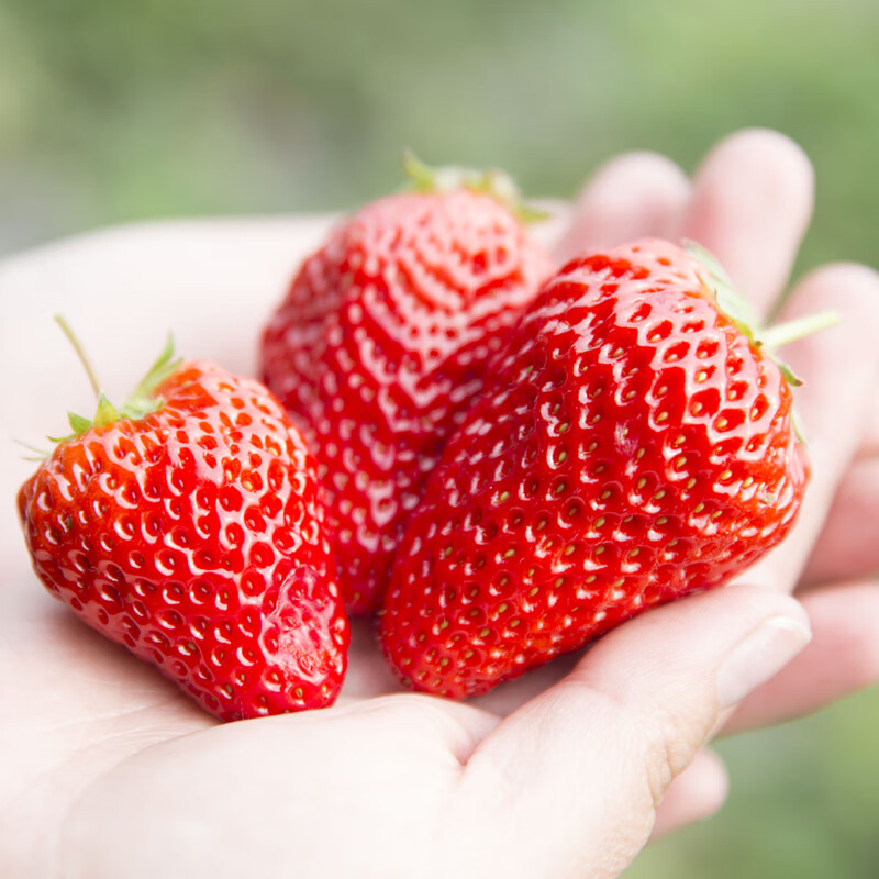 异果恋大凉山露天草莓高原红颜草莓水果礼盒现摘现发草莓礼盒装 2斤装（精选中果13g+）净重1.5斤