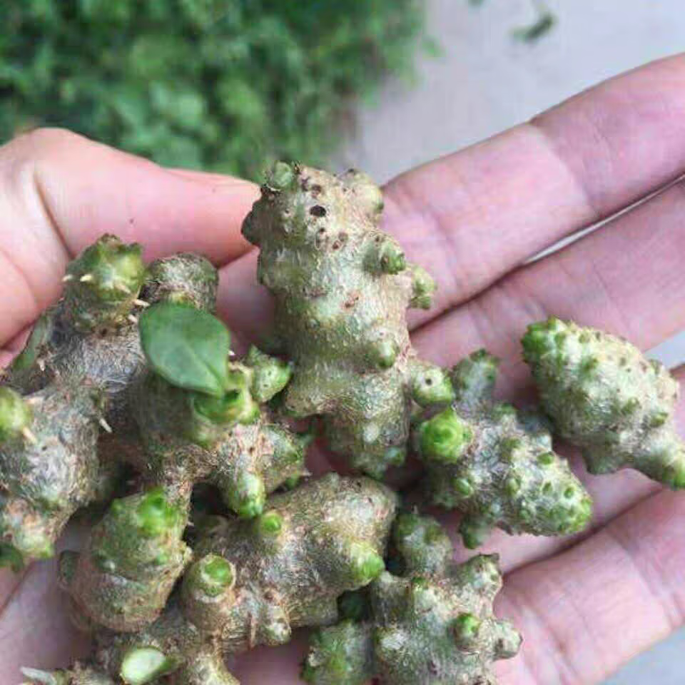 盆栽室内绿植川七块根食用家养爬藤绿化苗可水培 藤三七