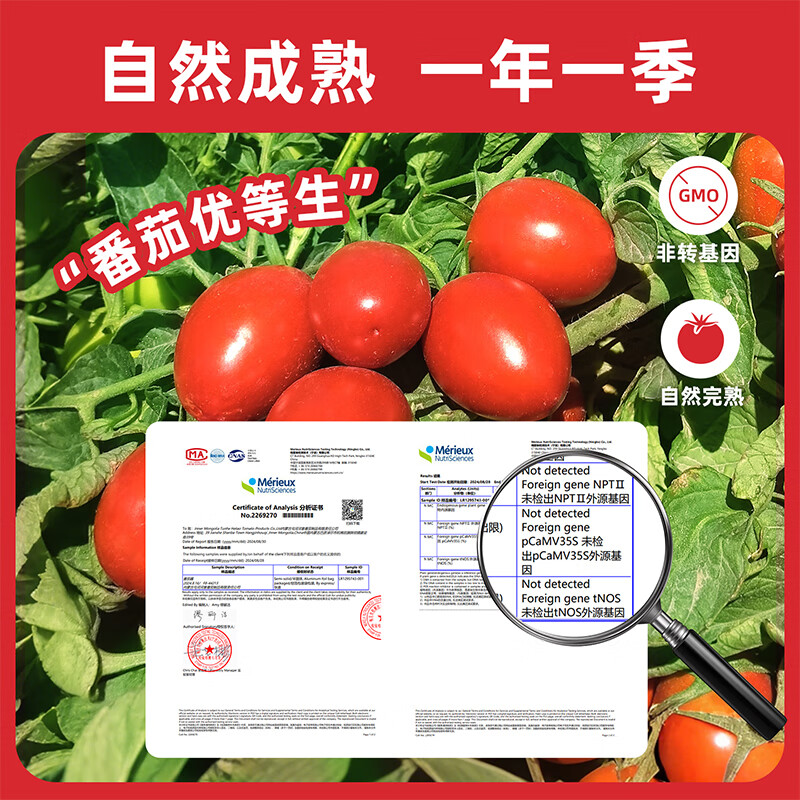 屯河【25年8月新货】内蒙新疆番茄块配料干净新鲜番茄西红柿块罐头 番茄丁410g【25年8月新产季】 6罐