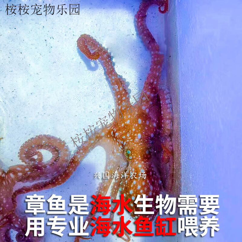 黄金迷你钻沙章鱼墨鱼海缸海水萌宠宠物快递虎斑虎纹 霞红章鱼8