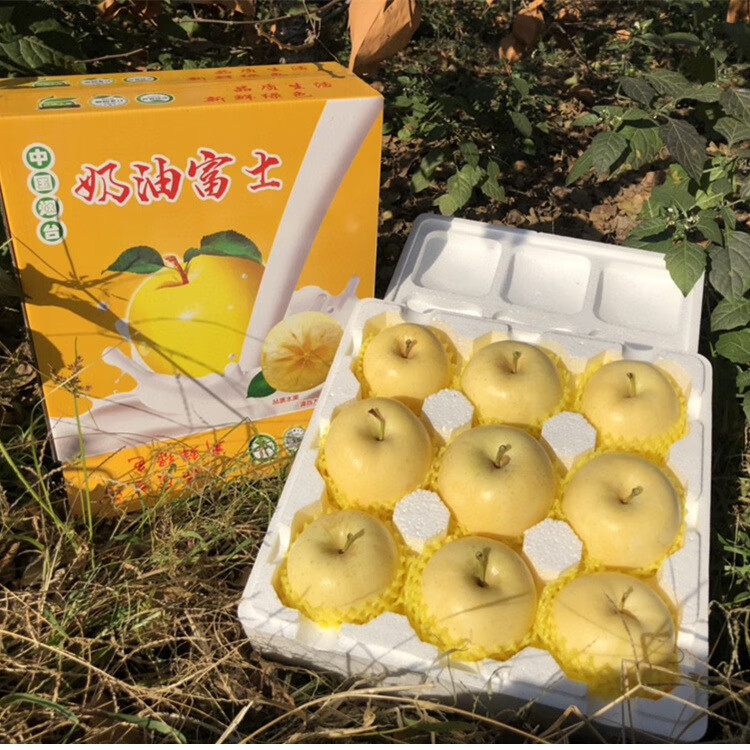 译优农山东烟台奶油富士苹果新鲜当季水果脆甜牛奶黄金元帅丑苹果 带箱10斤大果【约15-18枚】