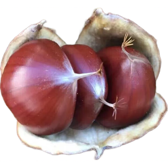 ������޽Ӵ�����ش�����������Ե����Ϸ�������ֲ�������� ũ��һ�Ű��� 2���硾�������� 22.28Ԫ��4��(��5.57Ԫ/��)