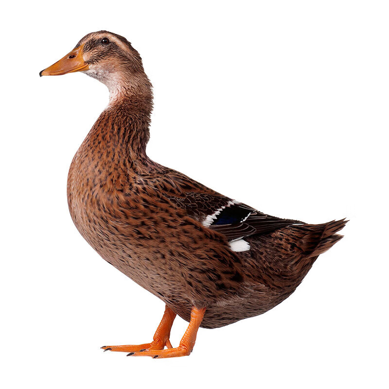 杨博士皖南整只老鸭2只 净重4斤 农家散养鸭子土鸭溪水河鸭肉 源头直发 【赠3袋小笼包】老鸭2只 净重4斤