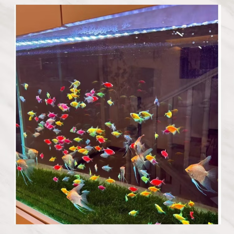 【顺丰快速发货】3-5CM彩色天使鱼 群游观赏鱼淡水活体小型鱼好养 七色(翡翠/蓝/红/黄/粉/绿/紫) 12条+2条备损(七色各2条)3-5CM大号