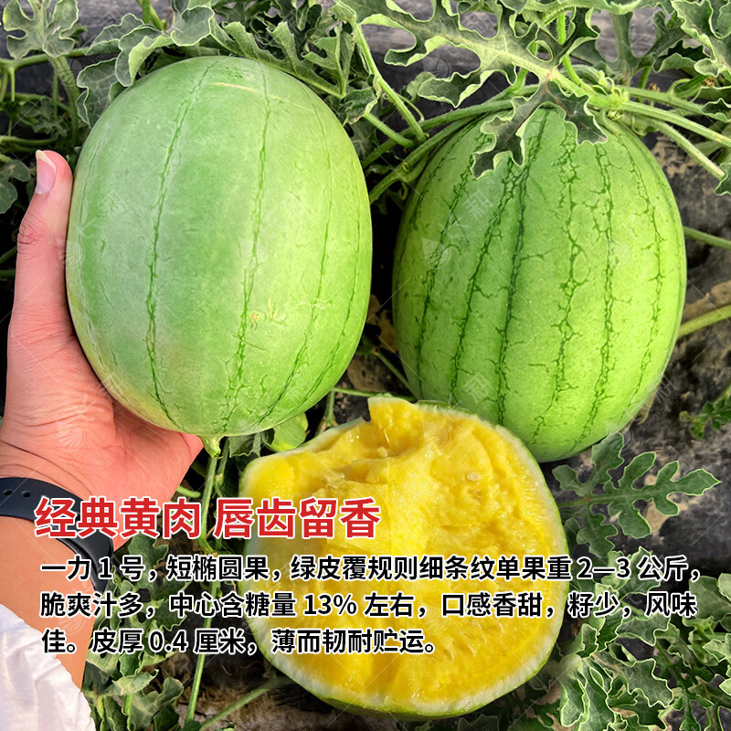 長(cháng)耕超甜禮品西瓜種子黃皮西瓜種籽春秋四季新疆2k紅玉小西瓜水果種孑 禮品瓜丨一力1號200粒原裝/綠皮黃肉/中心糖13%左右