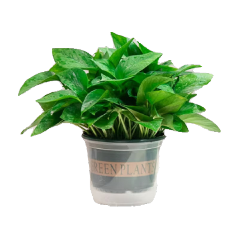 �����������ڿ�����ֲ���� ���þ�����������ֲ��������ȩ���� ��20CM���̼�����ˮ��10��+5�� 44.8Ԫ