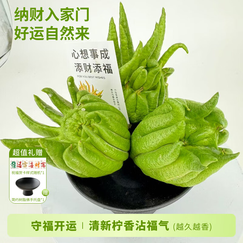 京东鲜花佛手柑250-300g+盆+贺卡桌面宠物节日福气礼物源头直发