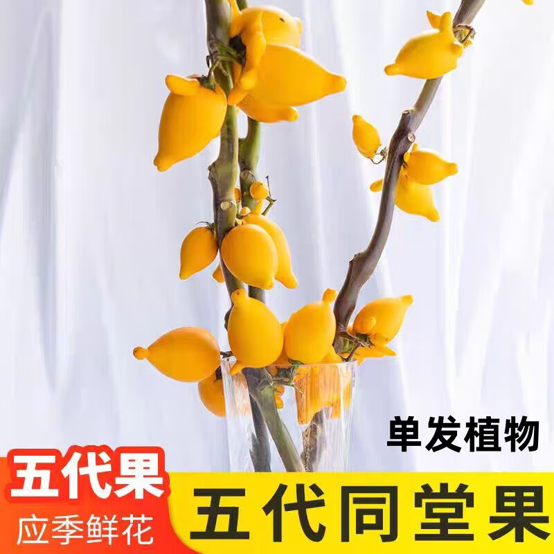 浩胜五代同堂黄金果鲜切枝鲜花福禄果花期超长可做干花可爱耐放新鲜 五代果黄色35-40厘米1支（不含盆）