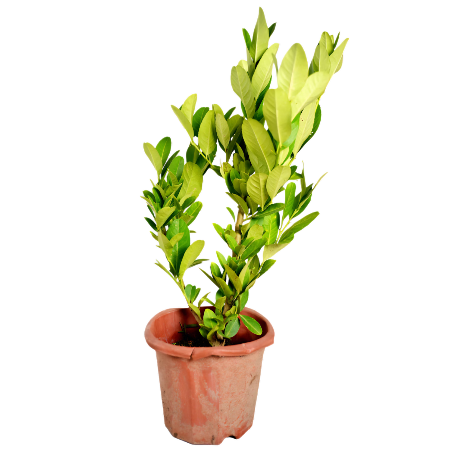 ˮ̨Թļʳ׻ 15-20cm 1ãԭԭҶ ȫ֣