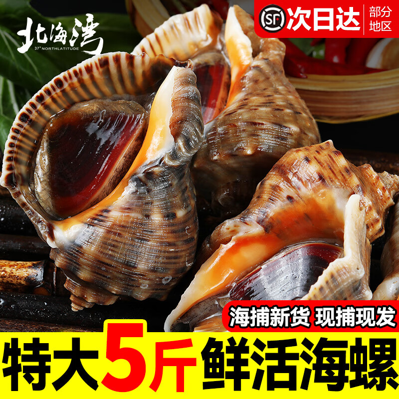 北海湾 海螺 现捕现发鲜活特大新鲜海捕响螺带黄贝类海鲜水产批发净重 2500g 特大【2-4个/斤】