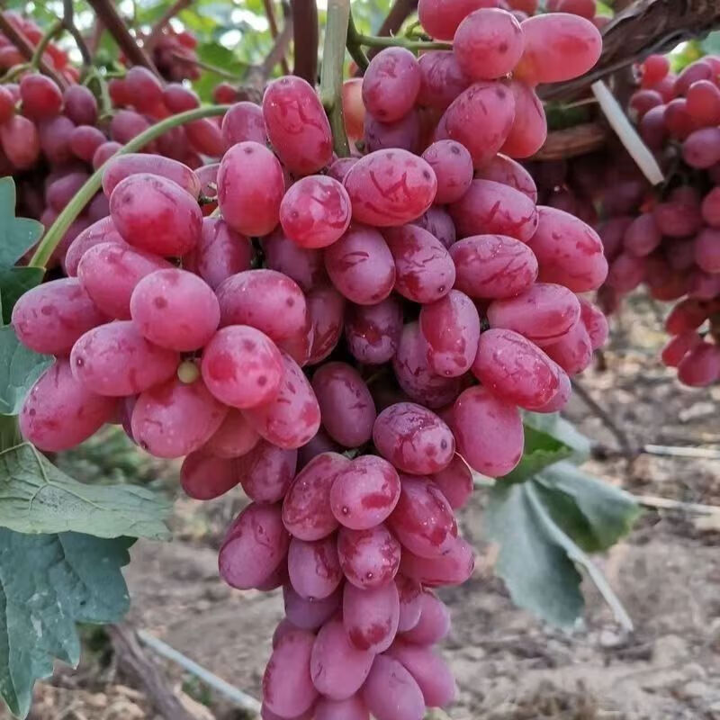 无籽红提克伦生脆甜整箱装应季水果提子葡萄 1斤装 克轮生【泡沫箱+冰袋+气袋】