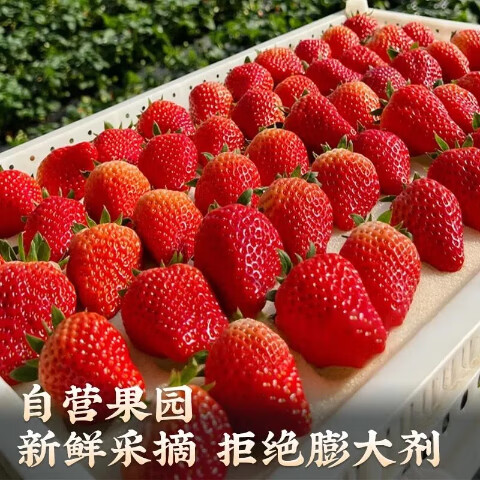 中果农茂丹东草莓【JD/顺丰-多地次日达】新鲜现摘草莓99红颜奶油大草莓 2斤装-【单果10-15g】净重1.8斤-京东快递
