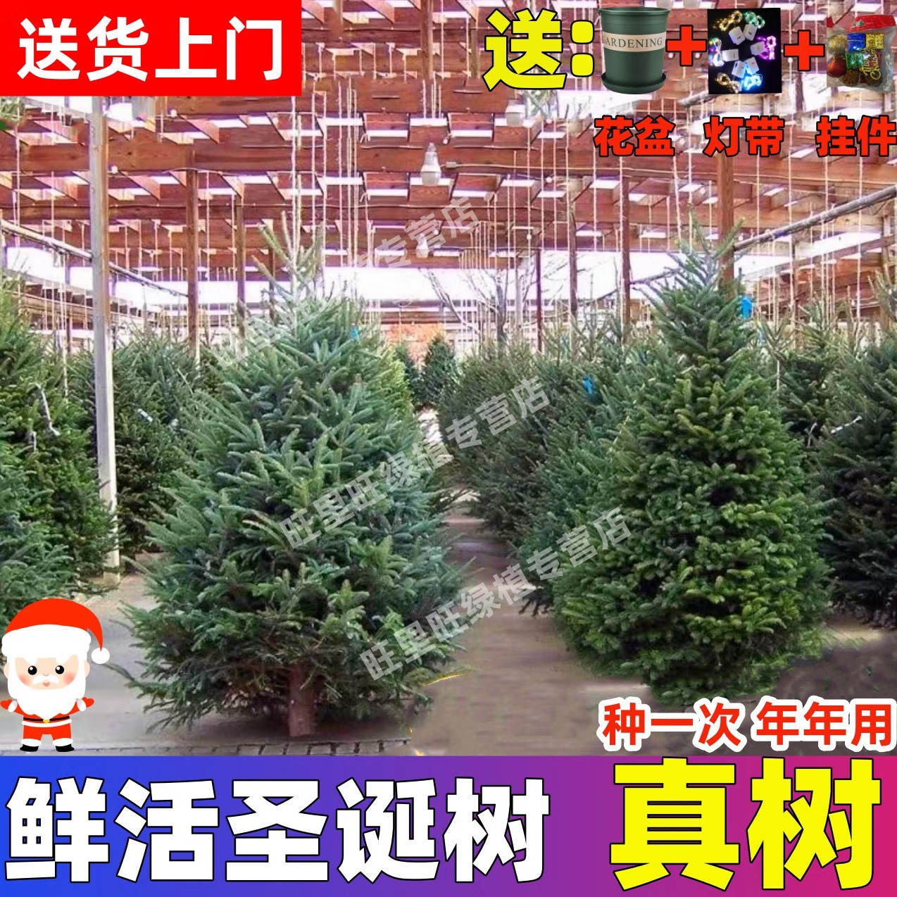 真的圣诞树真树活的挪威云杉树诺贝松香松商场圣诞节耐寒绿植盆栽 高50-60厘米【单独一棵树 无赠品】